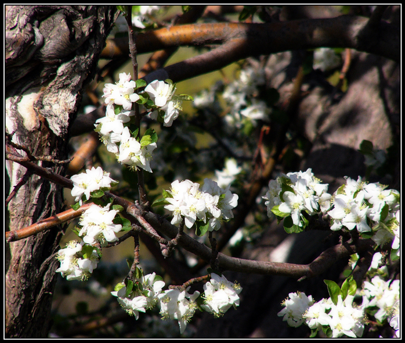 5-05blossoms-on-the-feral-a.jpg
