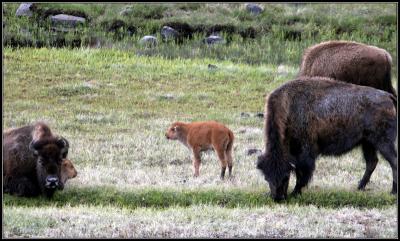 5-05buffaloherdwithtwocalve.jpg