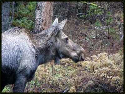 5-05bullwinkle.jpg