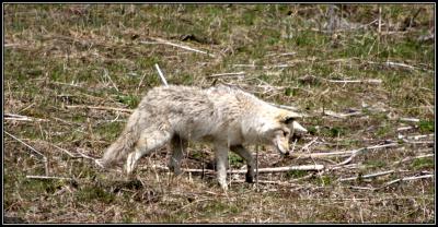 5-05coyotehunts.jpg