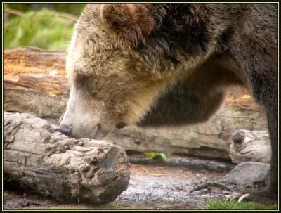 5-05griznoseandtoes.jpg