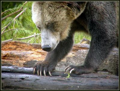 5-05griztoes.jpg