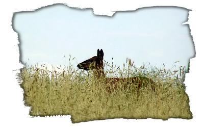 6-05hidinginthegrass_filtered.jpg