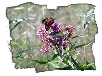6-05monarchedges_filtered.jpg