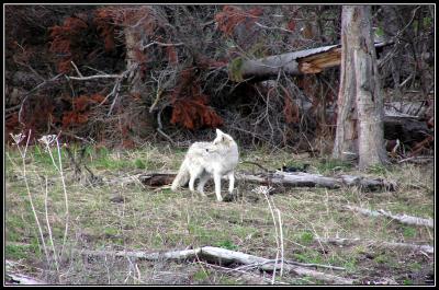 5-05palefishingbridgecoyote.jpg