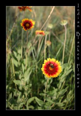 8-04indianblanketflowerbee.jpg