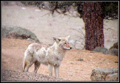 8-05coyoteblizzardedited.jpg