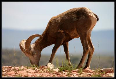 8-05bighornram-bhnra.jpg