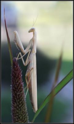 8-05mantis.jpg