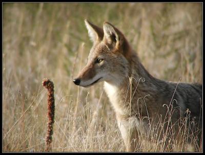 10-05youngcoyoteditedfrom10.jpg