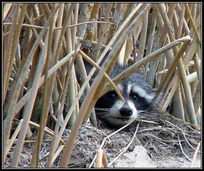 10-05peekingraccoon.jpg