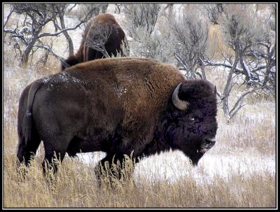 10-05frostedbisonreedited.jpg