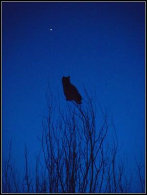owltreetop3-04_filtered.jpg
