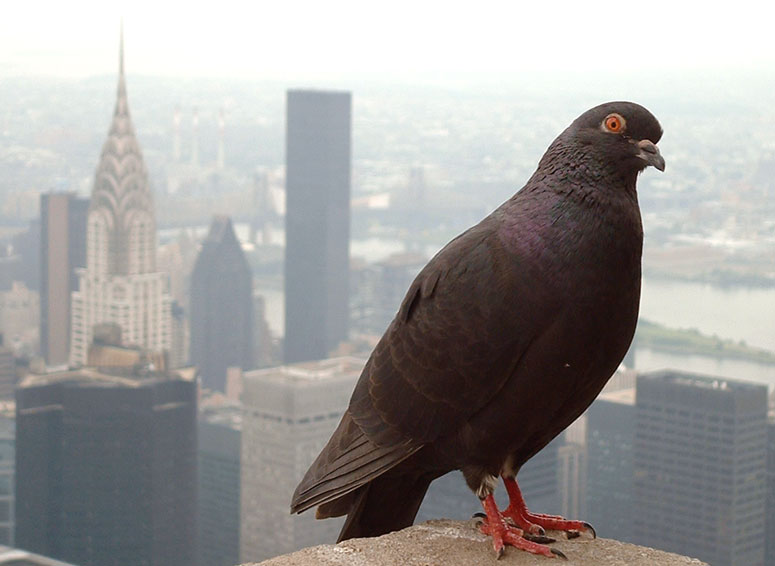 Empire State Building Resident