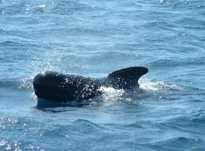 Tarifa - Dolphins & Whales