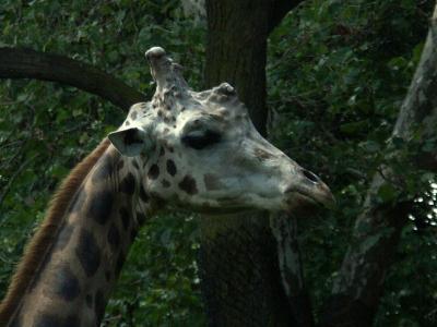 PICT6586.JPG