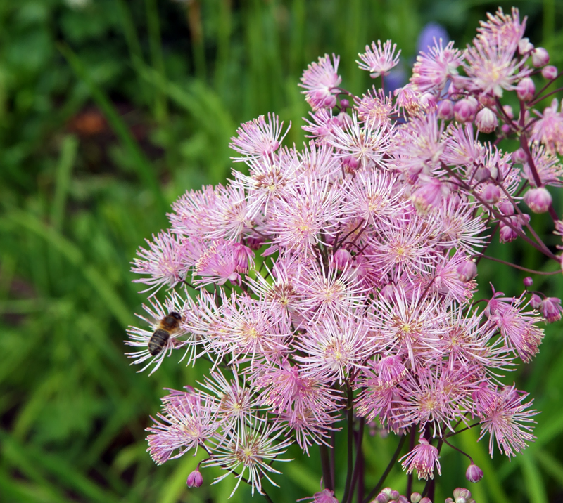 kelv_flower1_pb.jpg