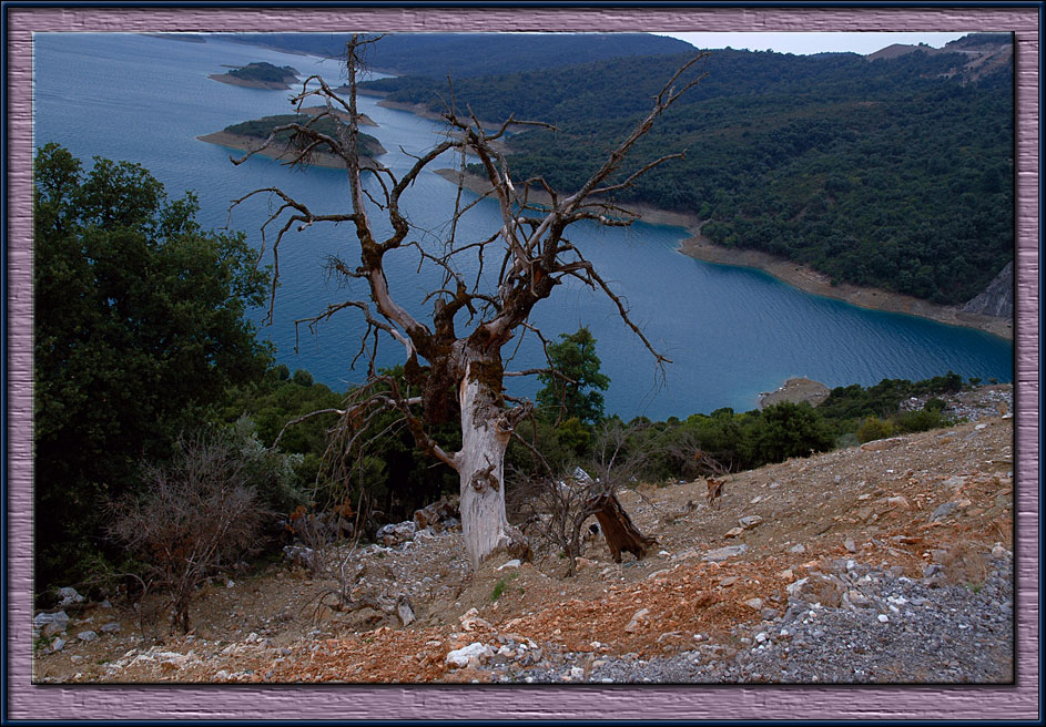 A fallen tree