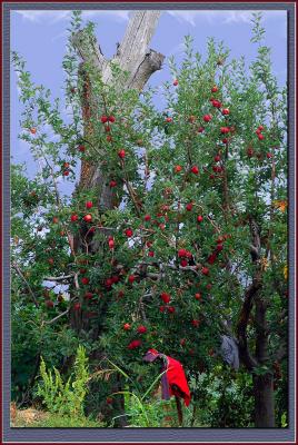 Apple orchards in Pilio, Greece