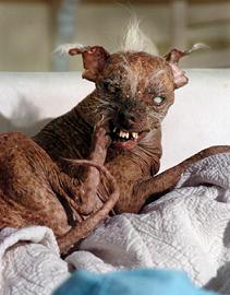 Ugly Dog.JPG