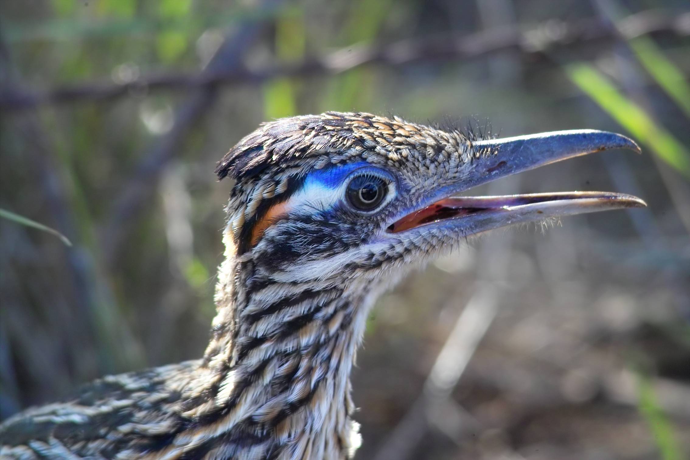 road runner face