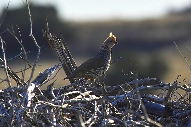 blue on brush pile