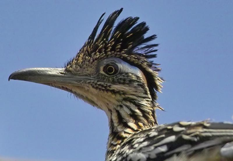 road runner 3