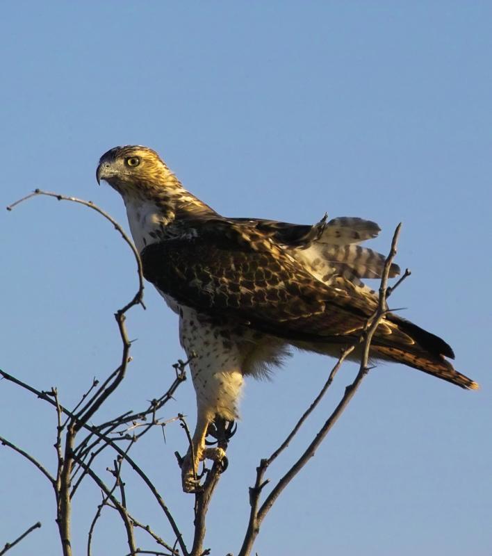 hawk on mesquite