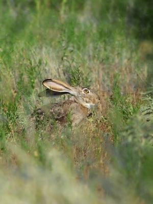 hidden jackrabbit