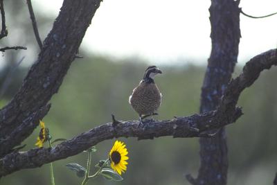 quail & sunflower