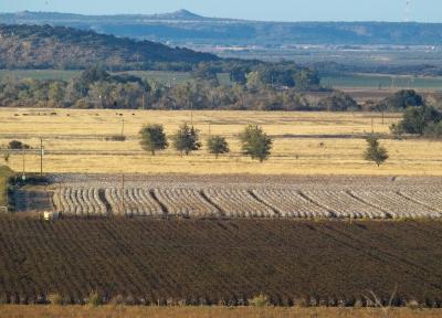 cotton for harvest