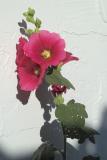 flower on adobe wall