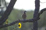 quail & sunflower