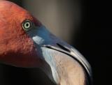flamingo eye glow