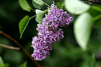 Varigated Purple Lilac