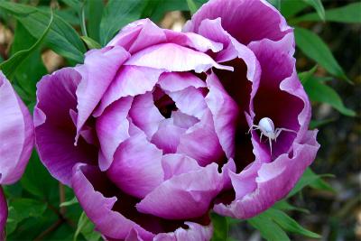 Peony with Matching Spider