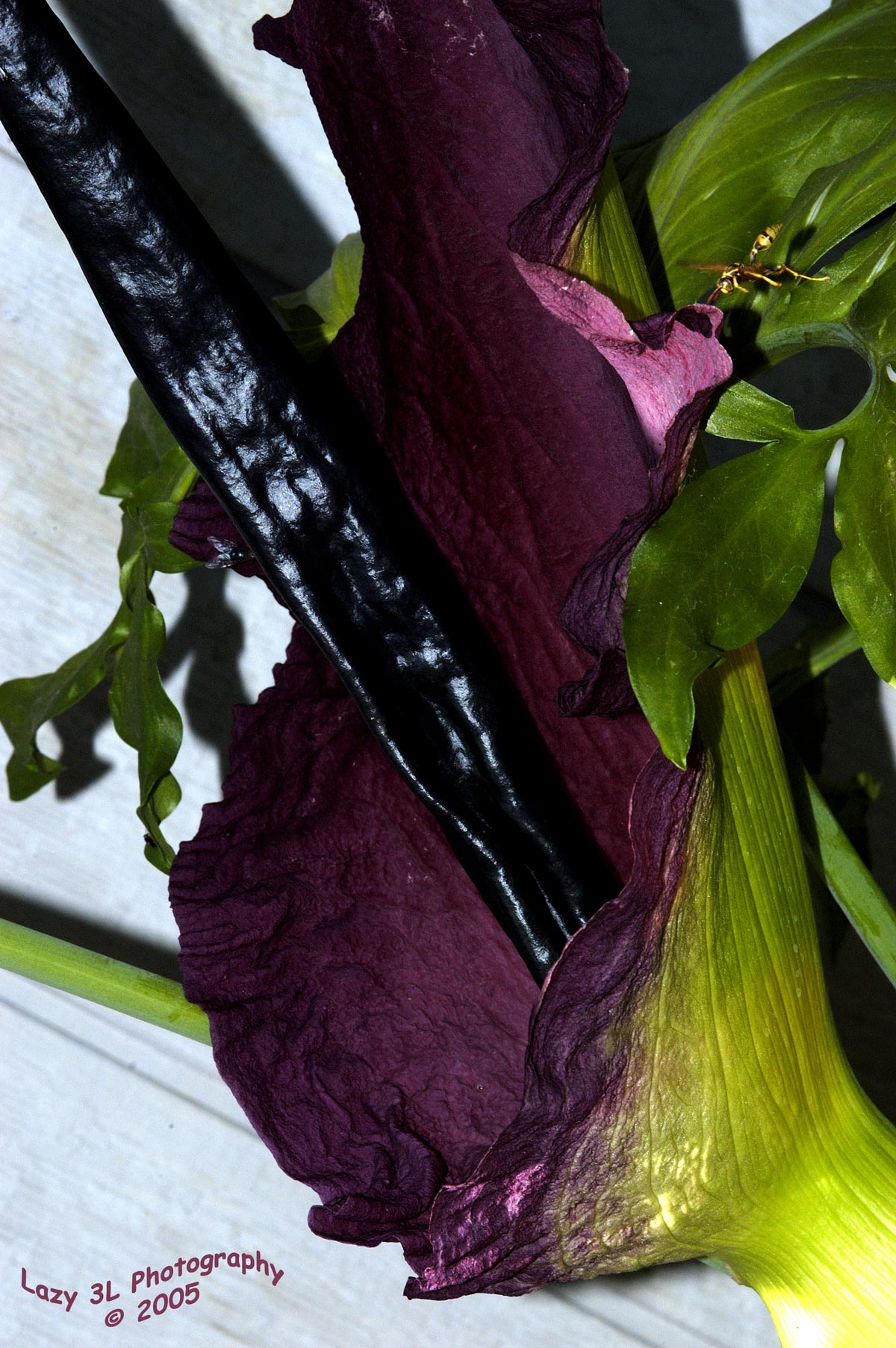 Dragon Flower 4<br>June 9