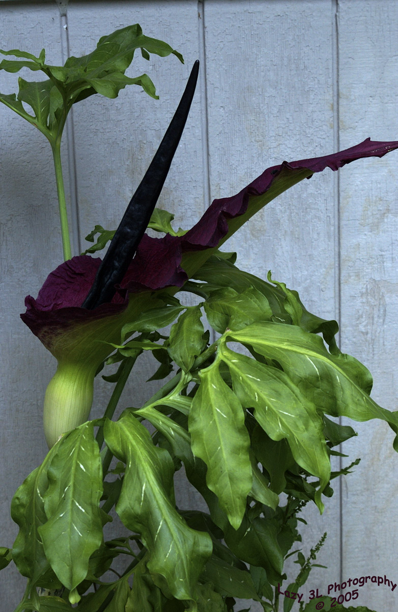 Dragon Flower 1<br>June 9