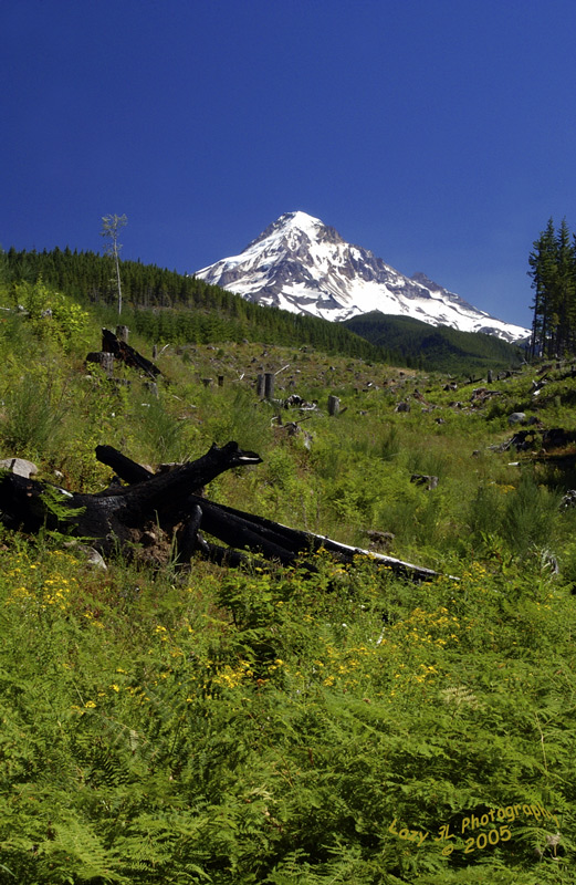 Mt. Hood #2<br>July 17