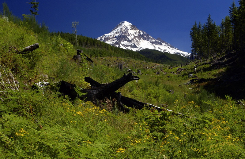 Mt. Hood #1<br>July 17