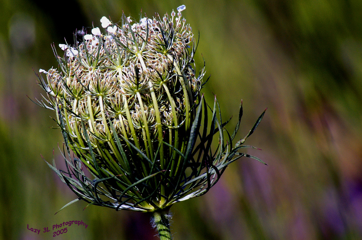 Queen Annes Lace