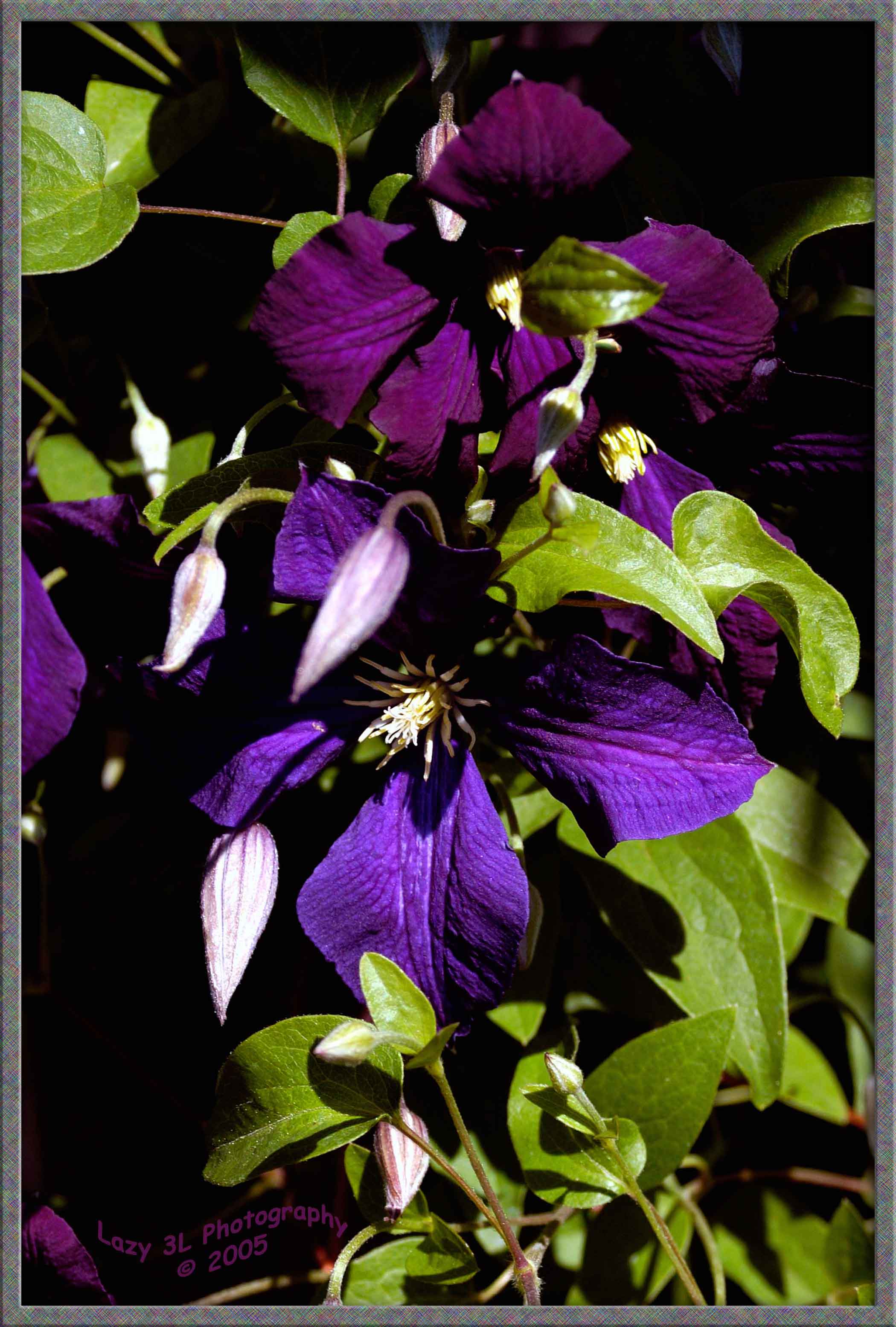 Clematis