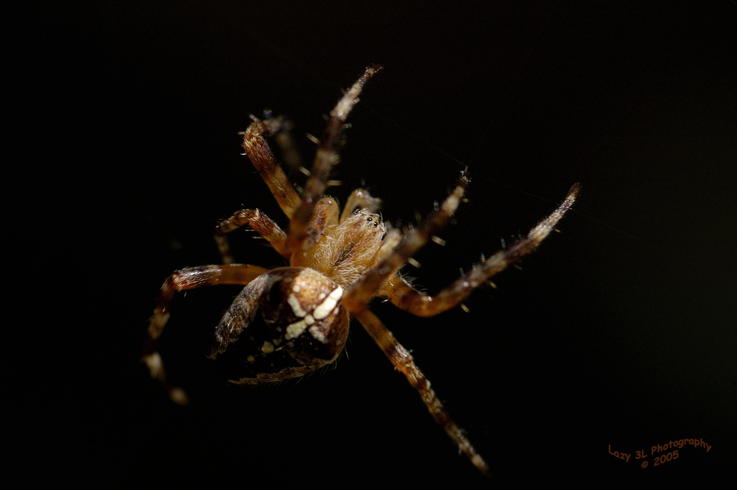 Busy Spider 3