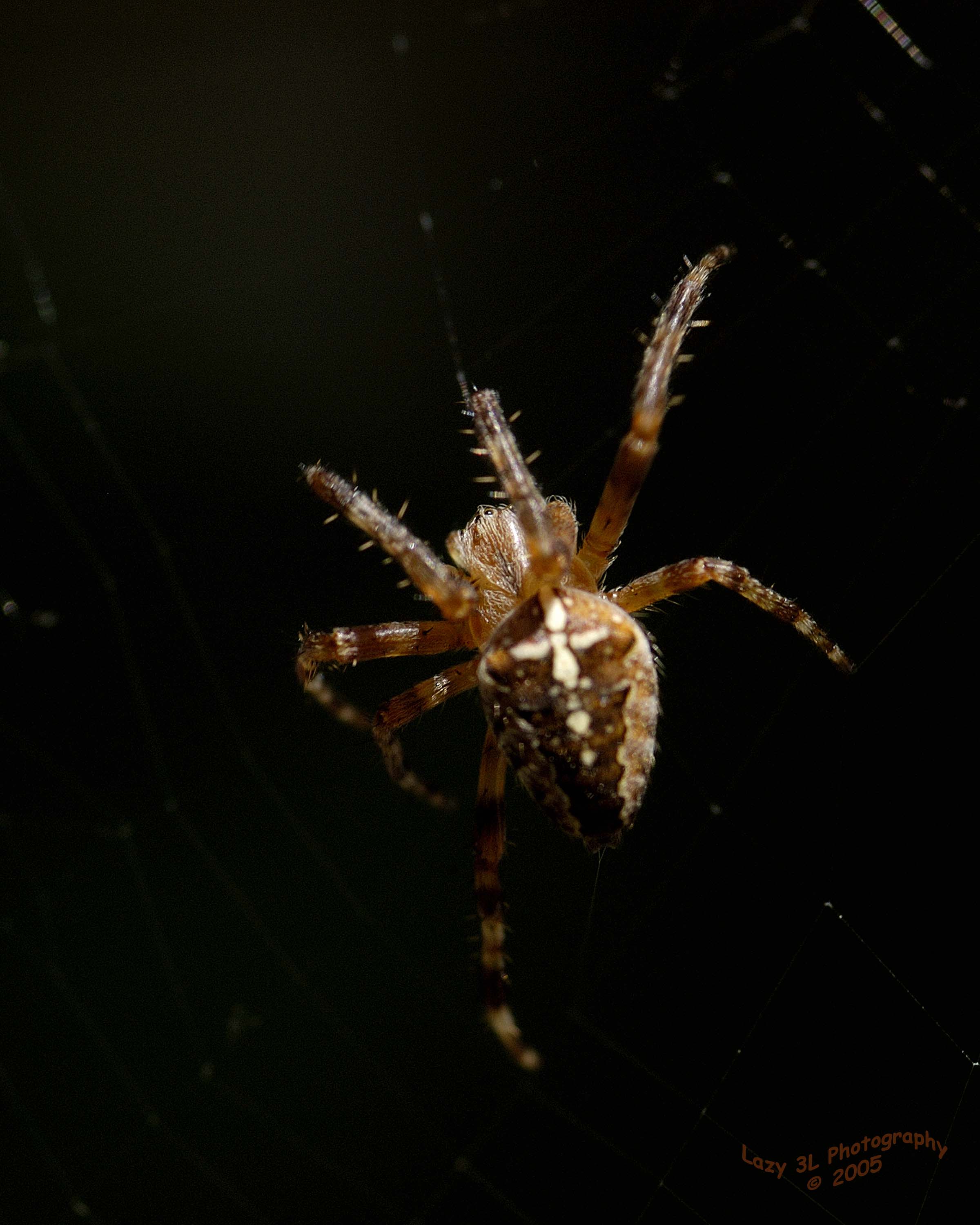 Busy Spider 2