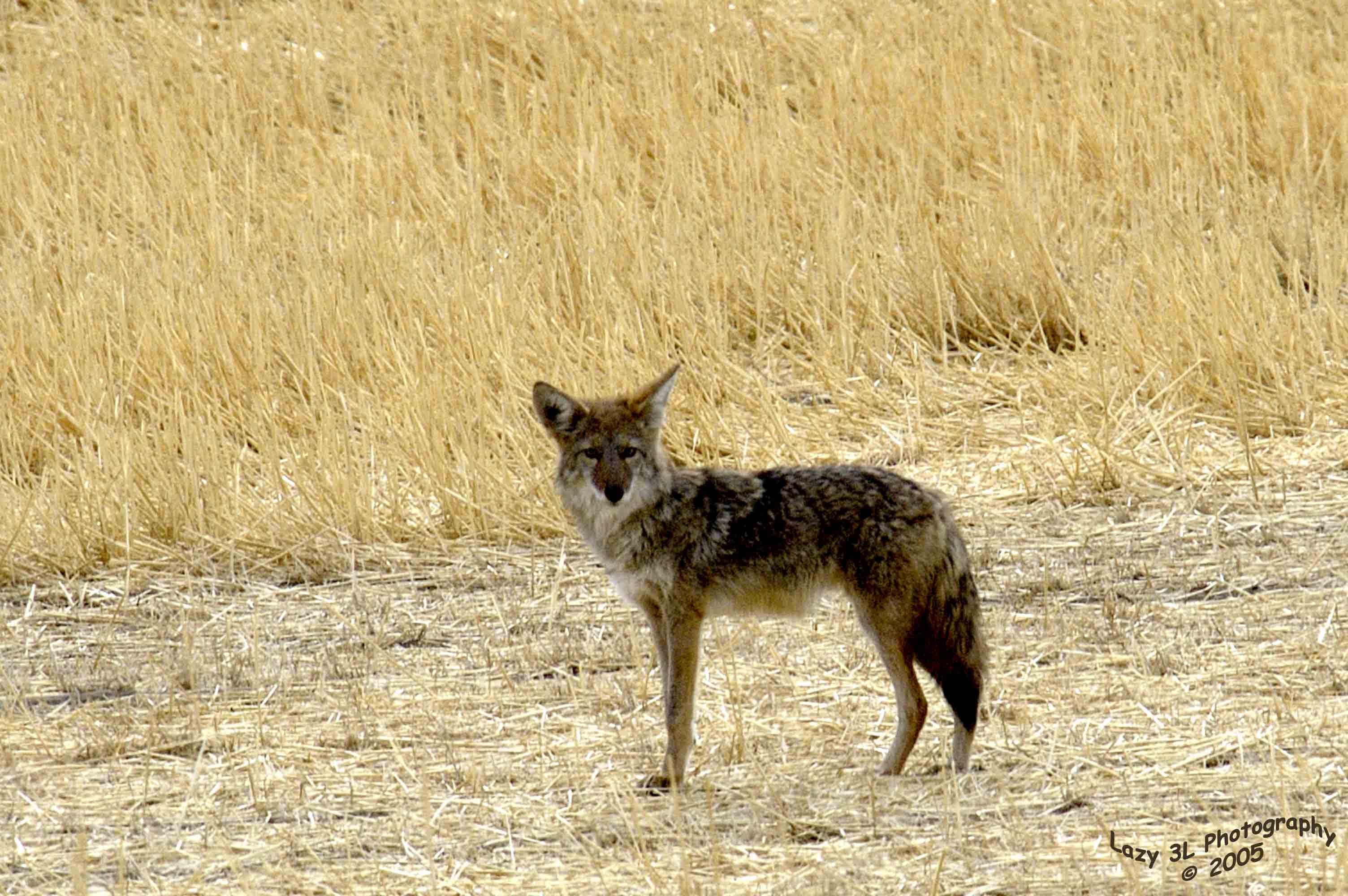 Coyote<br>September 11