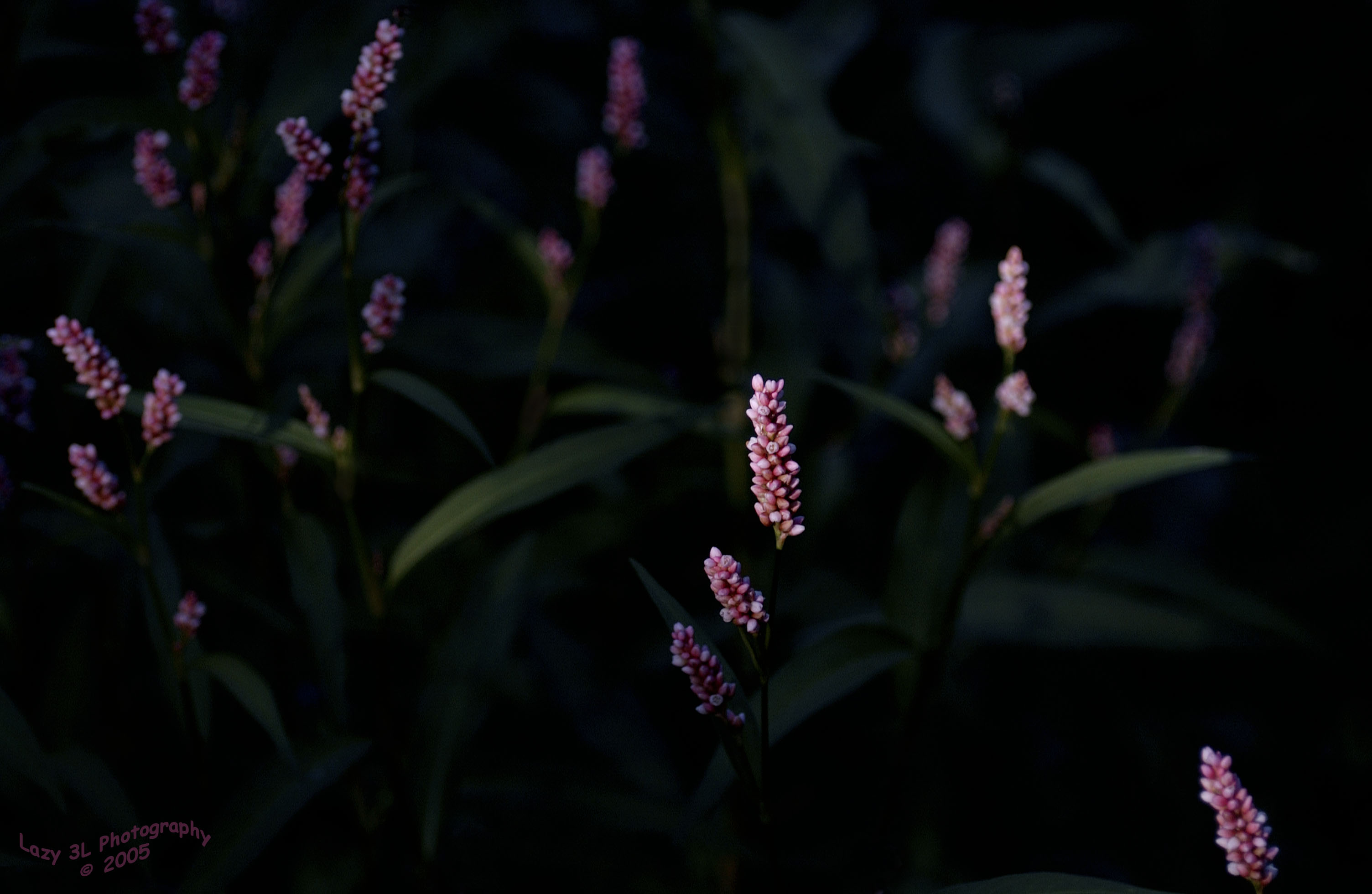 Wild Flowers in the Gorge<br>September 17 extra