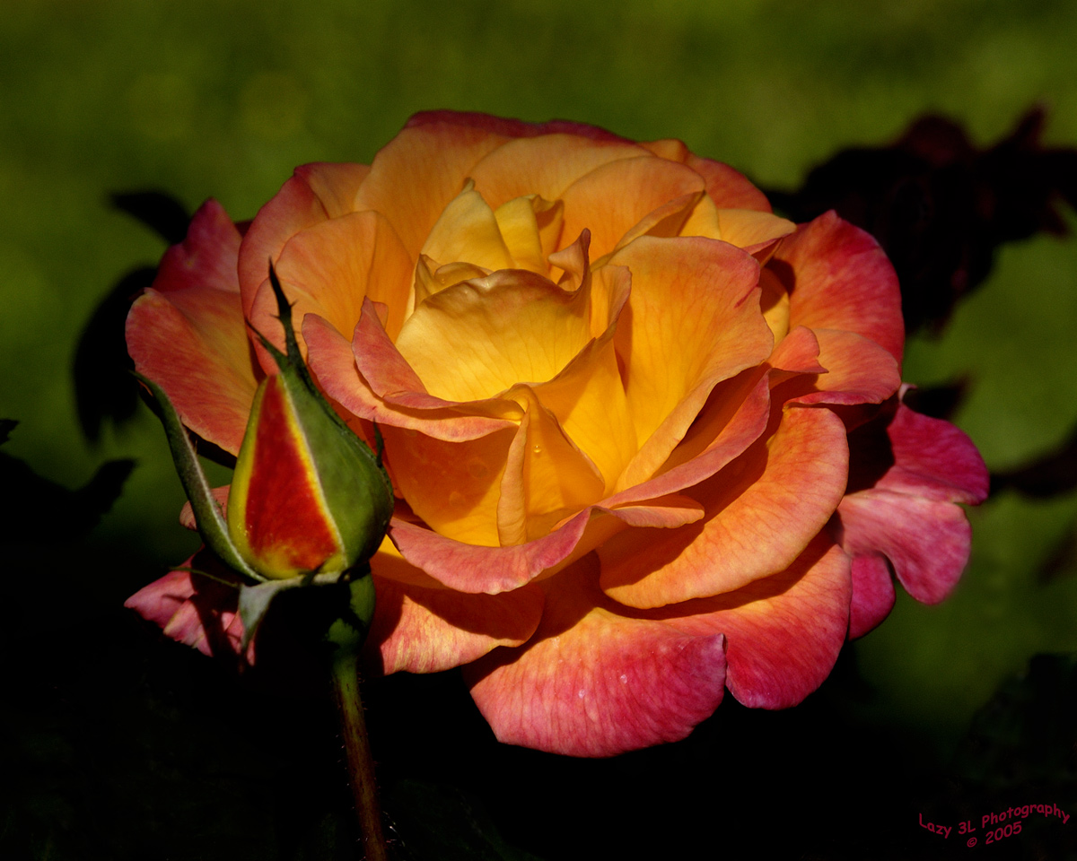 Sunlit Rose