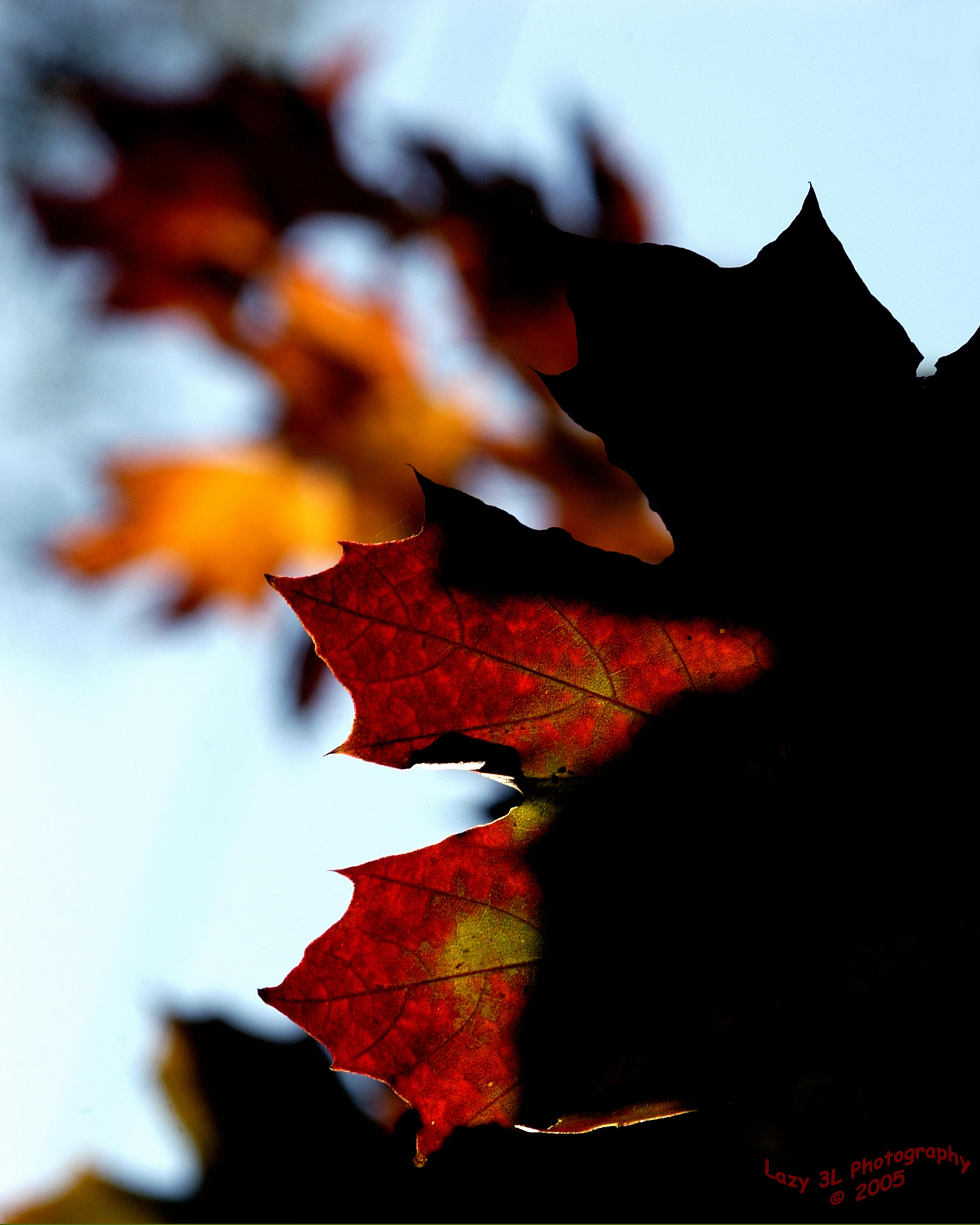 Fall Colors<br>October 22
