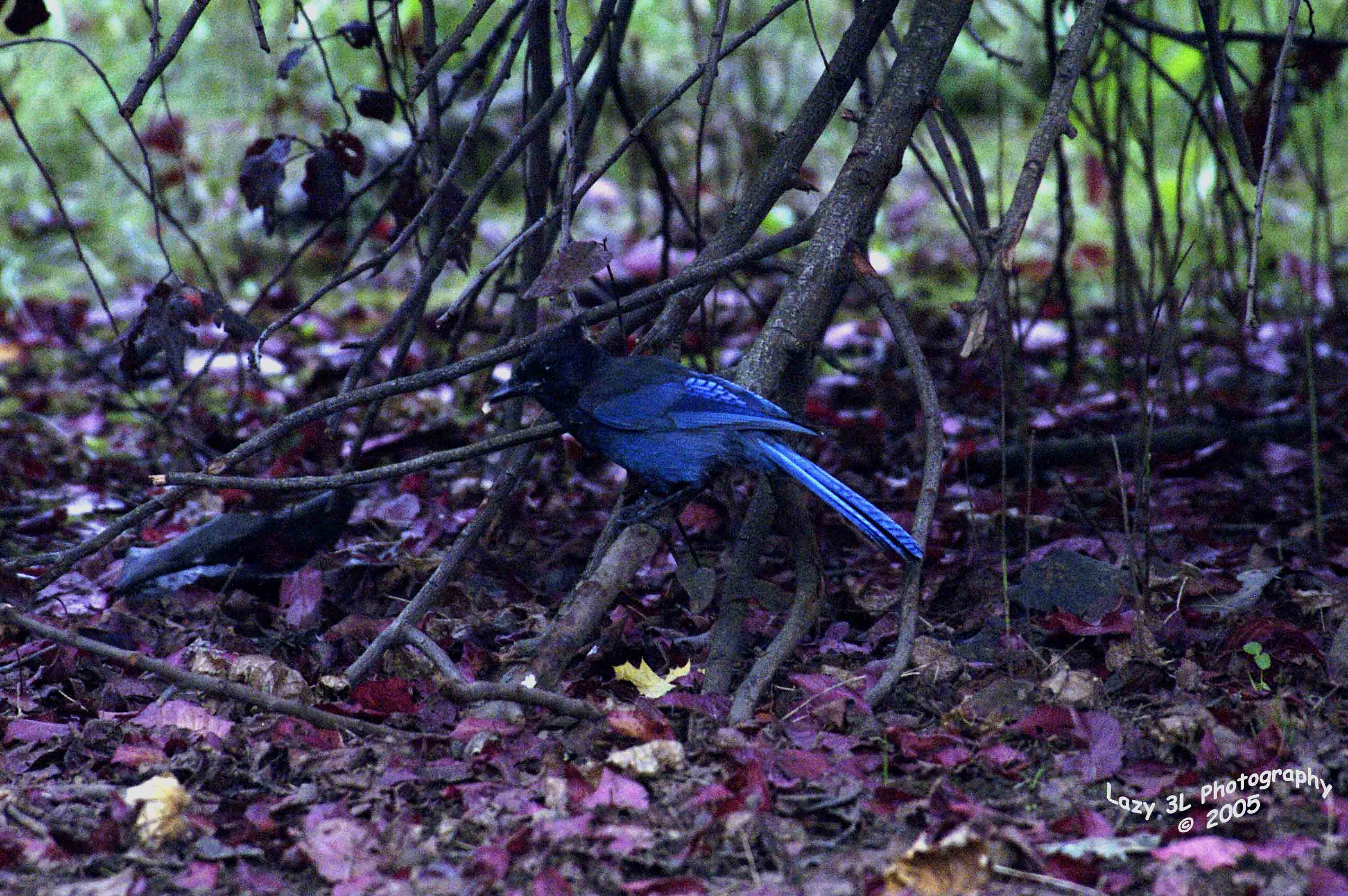 Blue Jay<br>October 25