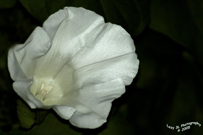 Morning Glory<br>June 3